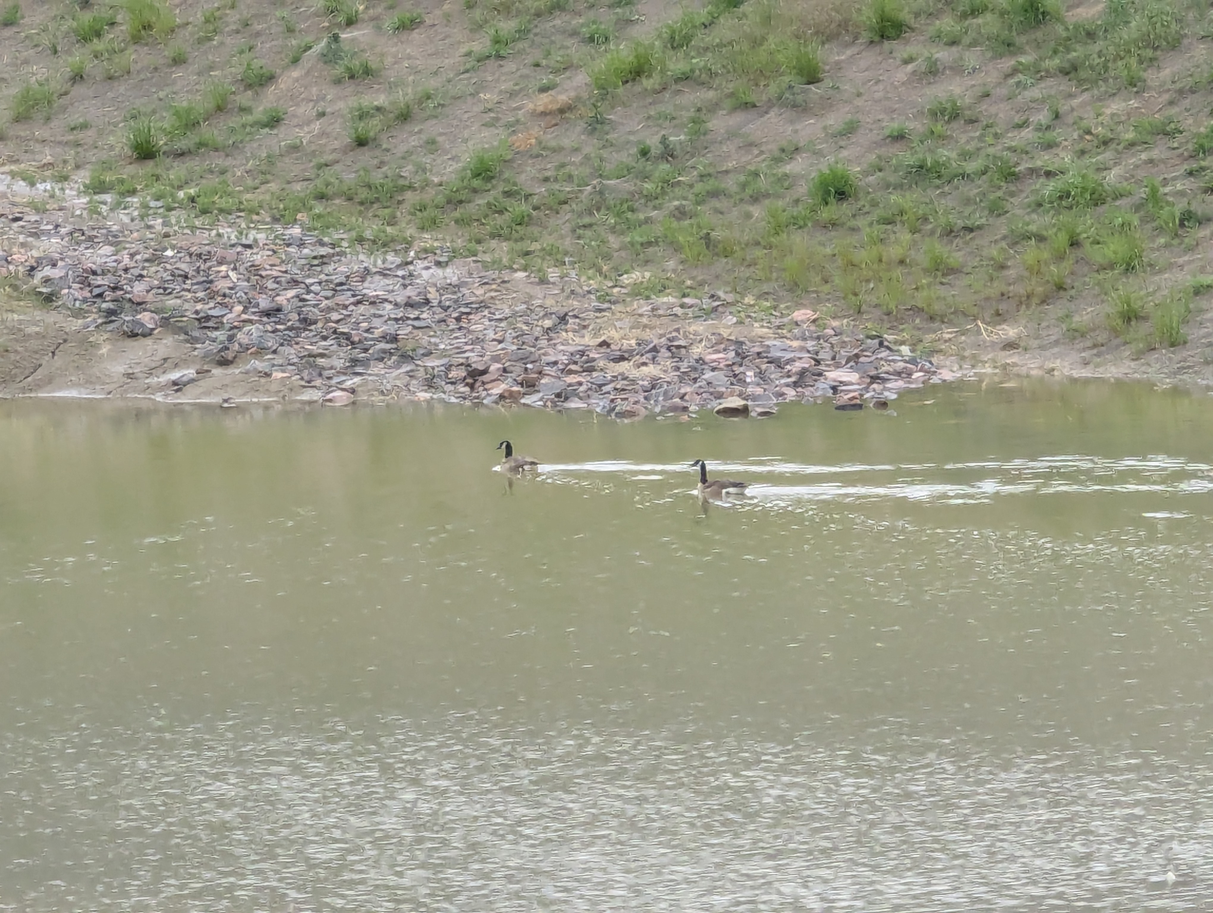 Garden, Flowers, Morrison, Colorado